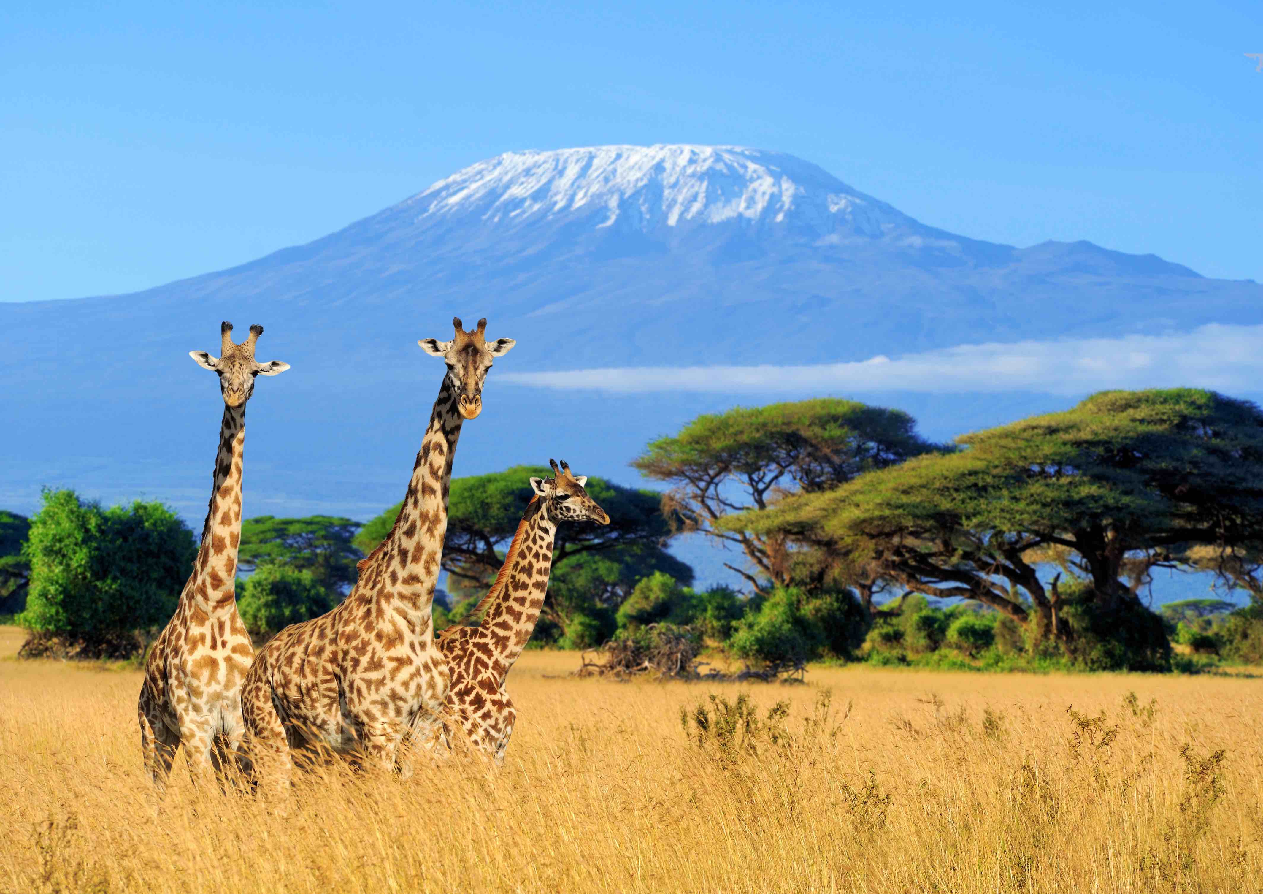 Giraffe Kilimanscharo